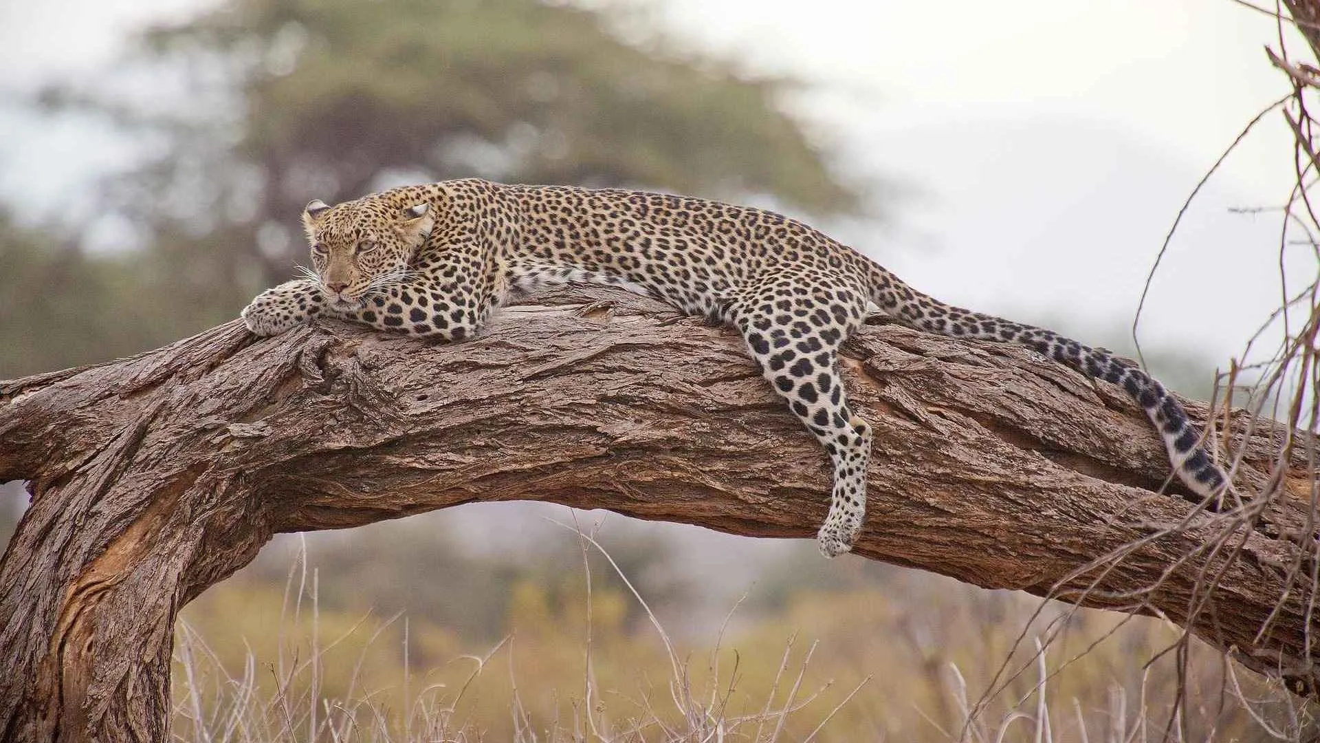 leopard-safari-image-3_11zon-1